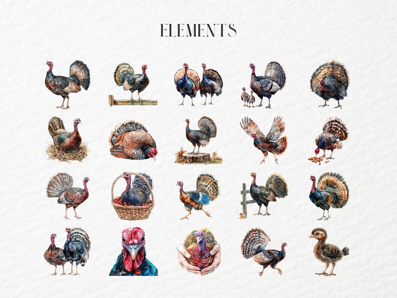 Watercolor Wild Turkey Clipart, Farm Bird Illustration Art, Autumn ...