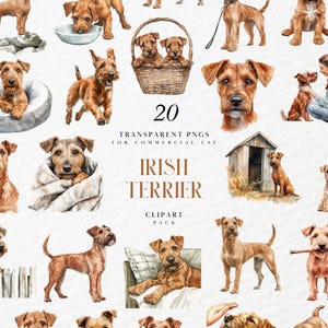 Clipart de terrier irlandés en acuarela, perro temerario de color rojo intenso, retrato de mascota desaliñado y leal, amante de los perros digitales, PNG transparente, uso comercial