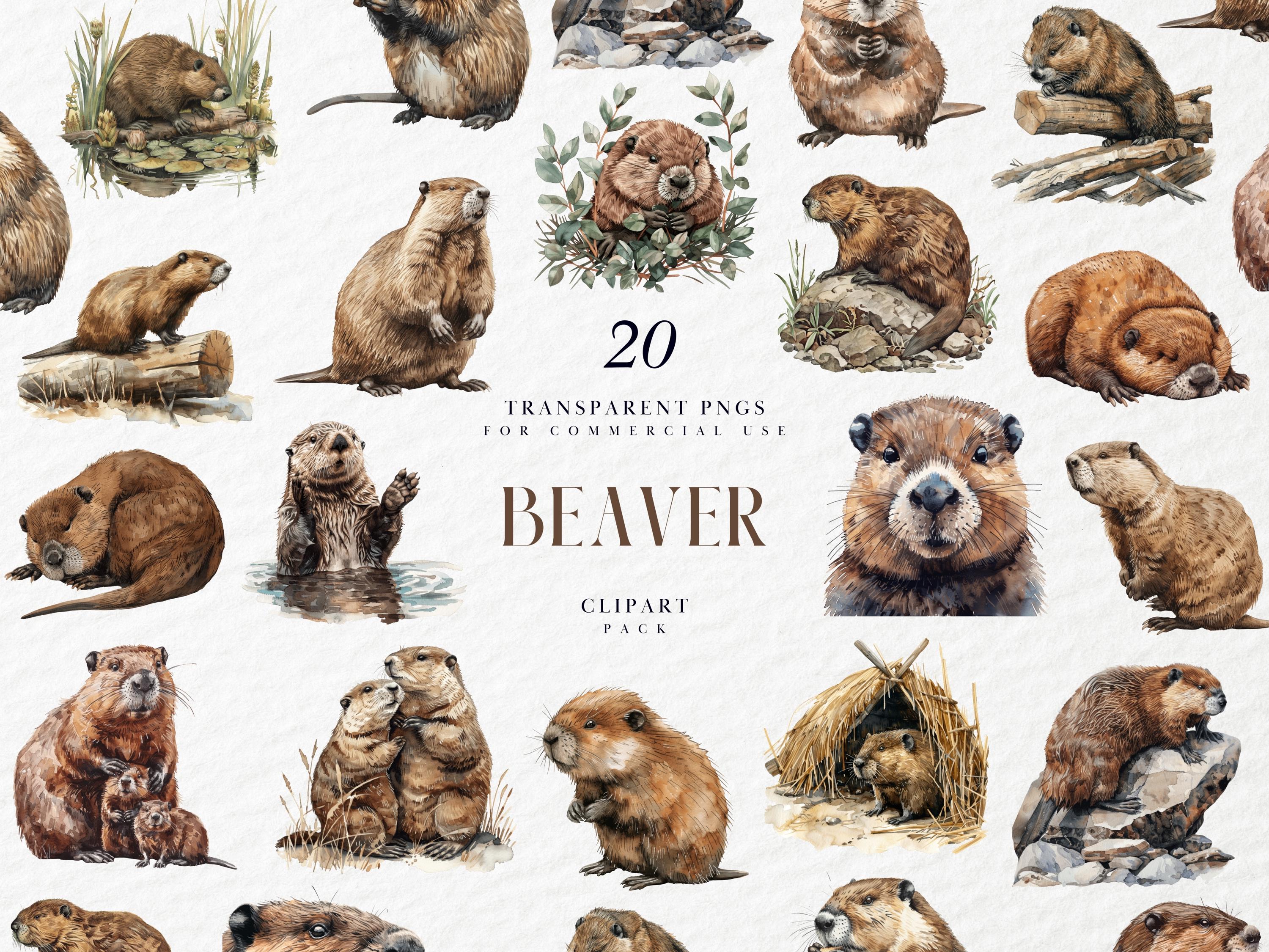 Marmot illustration - Etsy 日本