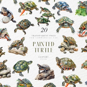 Clipart tortue peinte à l'aquarelle, tortues du lac des marais, zones humides, étang, tortue de compagnie reptiles domestiques, graphiques PNG transparents, usage Commercial
