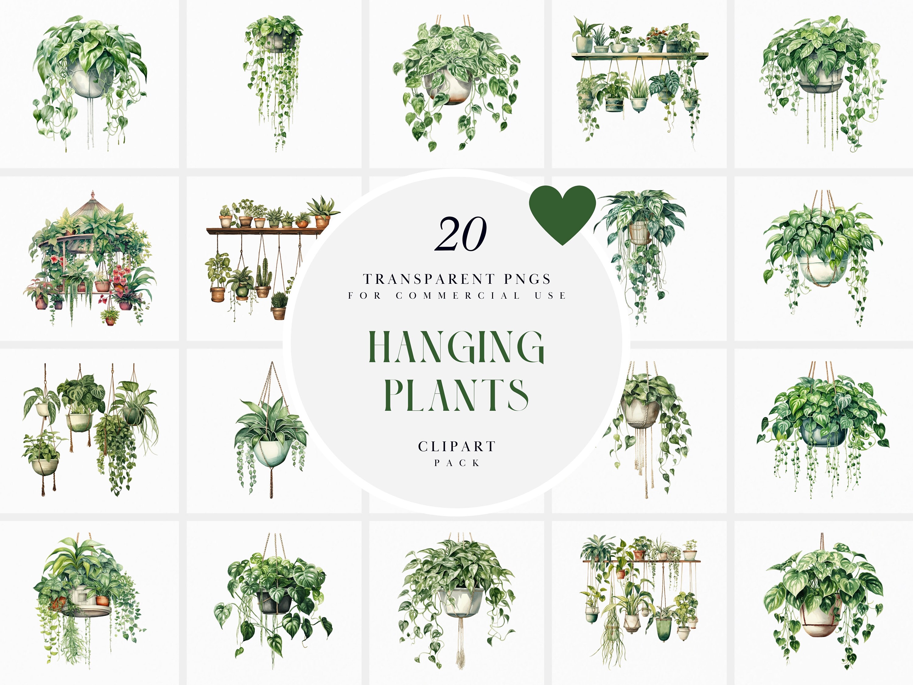 Hanging Plant Vector - Etsy