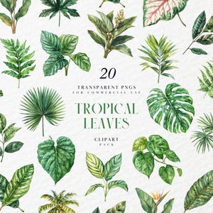 Clipart de hojas tropicales de acuarela, vegetación de palmera monstera, decoración de safari en la jungla, arte natural de verano, gráficos PNG transparentes, uso comercial