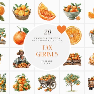 Imágenes prediseñadas de mandarinas de acuarela, imágenes prediseñadas de fruta de mandarina naranja dulce, botánica, granja, gráficos PNG transparentes, uso comercial