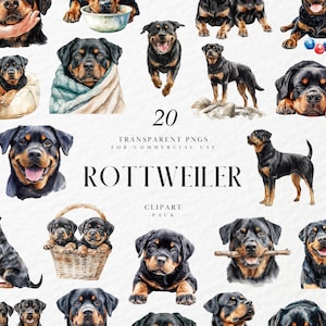 Clipart rottweiler aquarelle, chien de garde, noir et feu, portrait d'animal de compagnie fidèle pour l'art commémoratif, race forte, PNG Transparent, usage Commercial