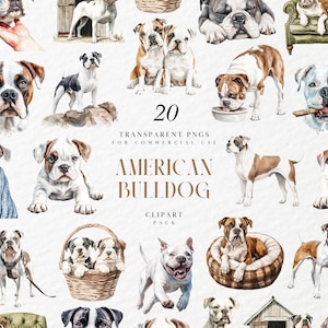 Watercolor American Bulldog Clipart, Muscular Dog, Sourmug Face, Pet Breed Decor, Dog Lovers Gift, Transparent PNG Graphics, Commercial Use