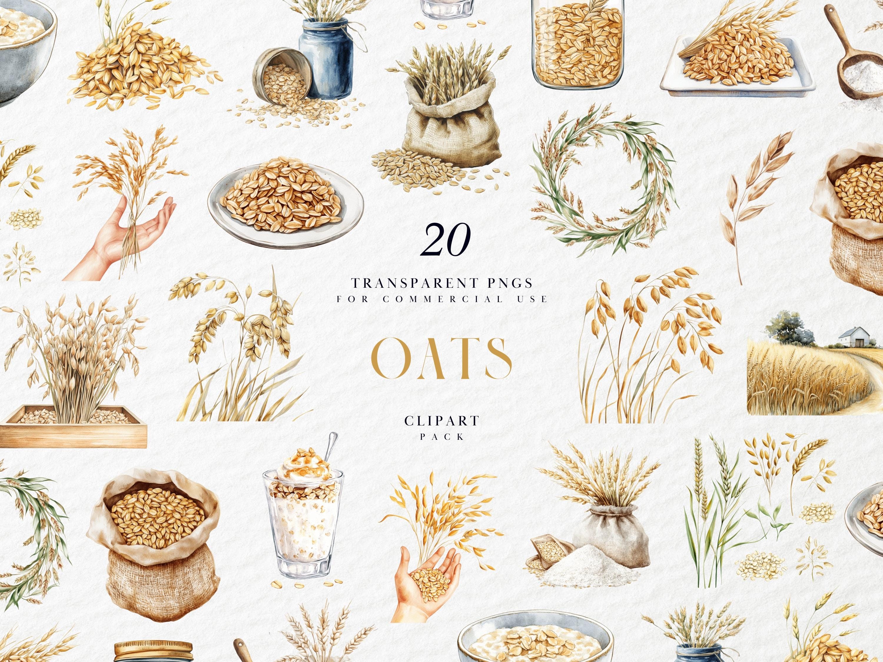 水彩オート麦のクリップアート、健康的な穀物食品のイラスト、オーガニック小麦畑、ビーガン朝食シリアルのアート、透明PNG、商用利用, image size:3000x2250