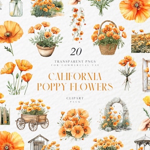 Clipart pavot de Californie aquarelle, fleurs sauvages orange doré, floral botanique, fleurs de printemps et d'été, PNG transparent, usage Commercial