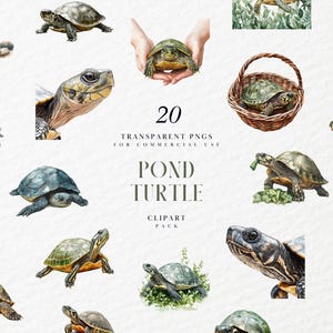 Clipart aquarelle tortue de bassin, tortues reptiles réalistes, boîte commune domestique, curseur aux oreilles rouges, graphiques PNG transparents, usage Commercial