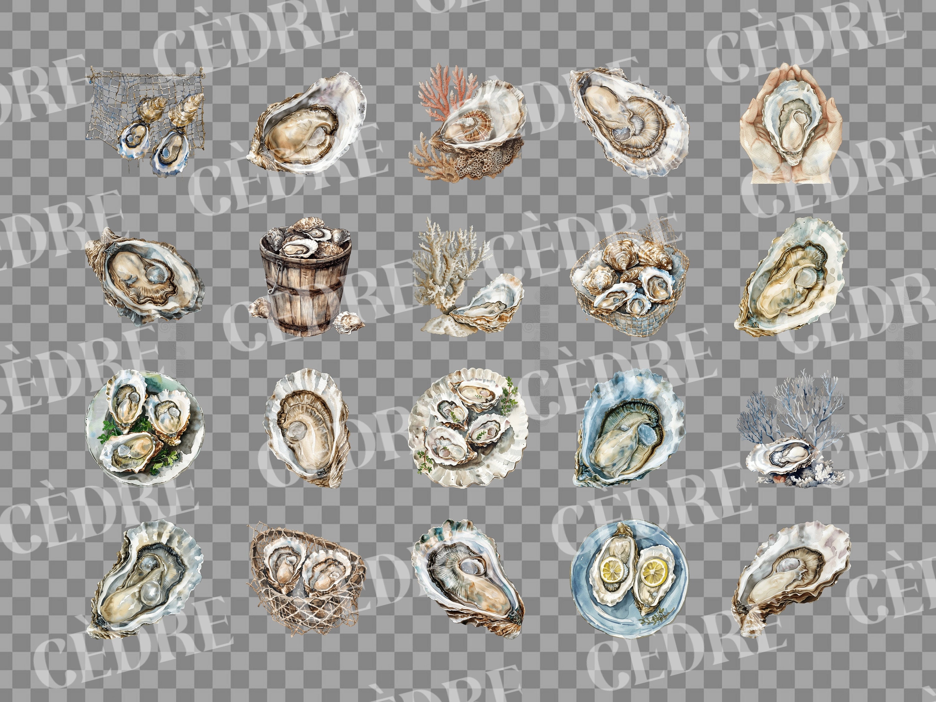 Watercolor Oyster Clipart, Mollusk Oysters Clipart, Pearl Seashell ...