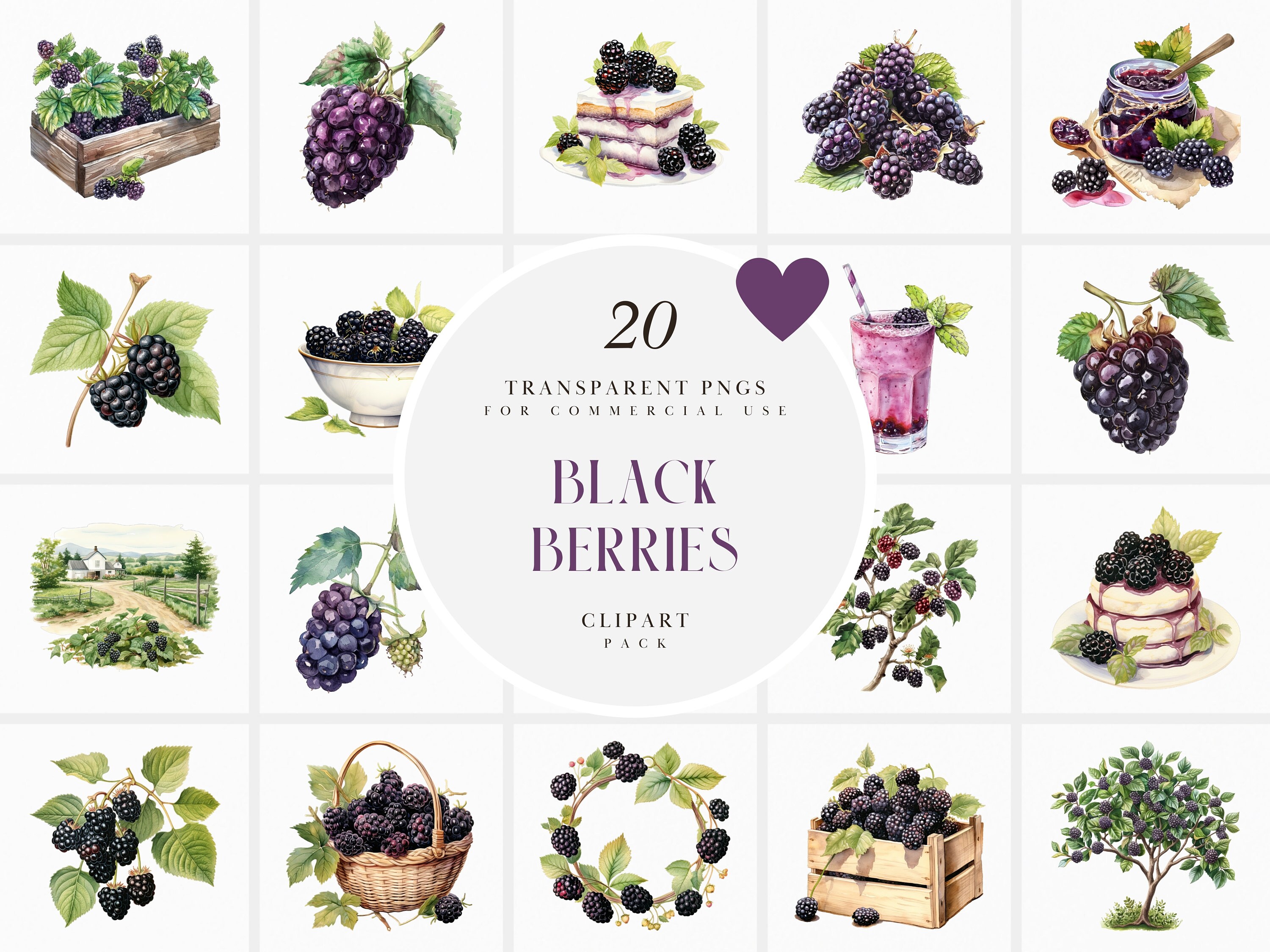 Watercolor Blackberries Clipart, Blackberry, Fresh Botanical Black berry farm, Basket, Bush, Tree, Transparent PNG Graphics, Commercial Use