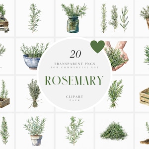 Clipart di rosmarino ad acquerello, Clipart di erbe da cucina, fresche, secche, condimenti, elementi di cucina, barattoli di spezie, PNG trasparente, uso commerciale