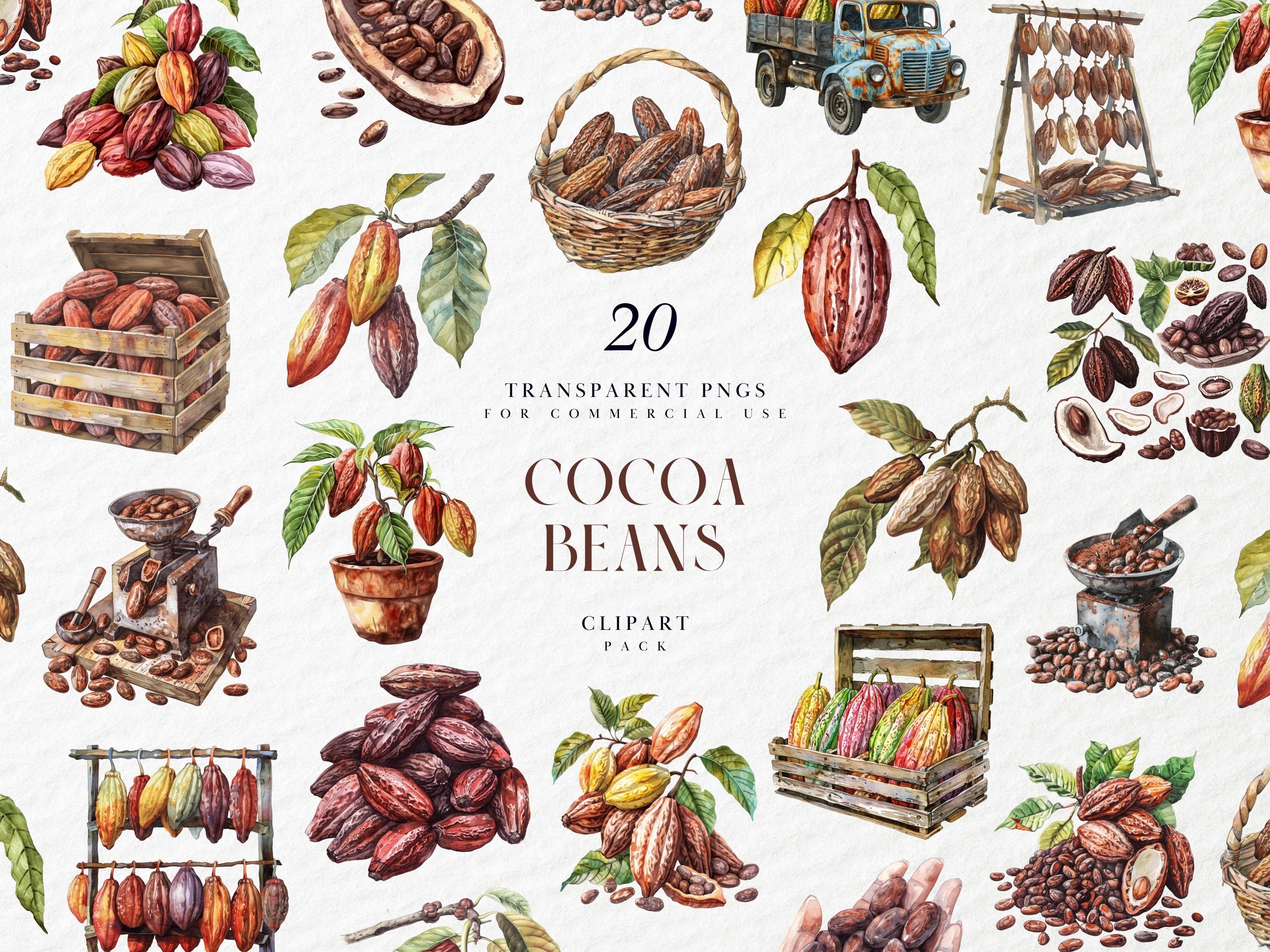 Apra Il Baccello Del Cacao, Fermentante Fotografia Stock - Immagine Di Cioccolato, Spezia: 11112990 - Foto 2