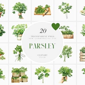 May include: A set of 20 watercolour illustrations of parsley in various arrangements. The illustrations are perfect for adding a touch of greenery to your designs.  20 TRANSPARENT PNGS FOR COMMERCIAL USE PARSLEY CLIPART PACK