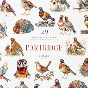 Imágenes prediseñadas de perdiz de acuarela, aves de caza, pavo salvaje, lindas aves para observar, amantes de las aves voladoras, gráficos PNG transparentes, uso comercial