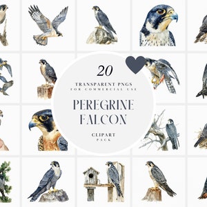 Puede incluir: Un conjunto de 20 ilustraciones de acuarela de halcones peregrinos en varias poses. Las ilustraciones están sobre un fondo blanco y son perfectas para el scrapbooking digital, la creación de tarjetas y otros proyectos creativos. 20 PNG TRANSPARENTES PARA USO COMERCIAL HALCÓN PEREGRINO PACK CLIPART
