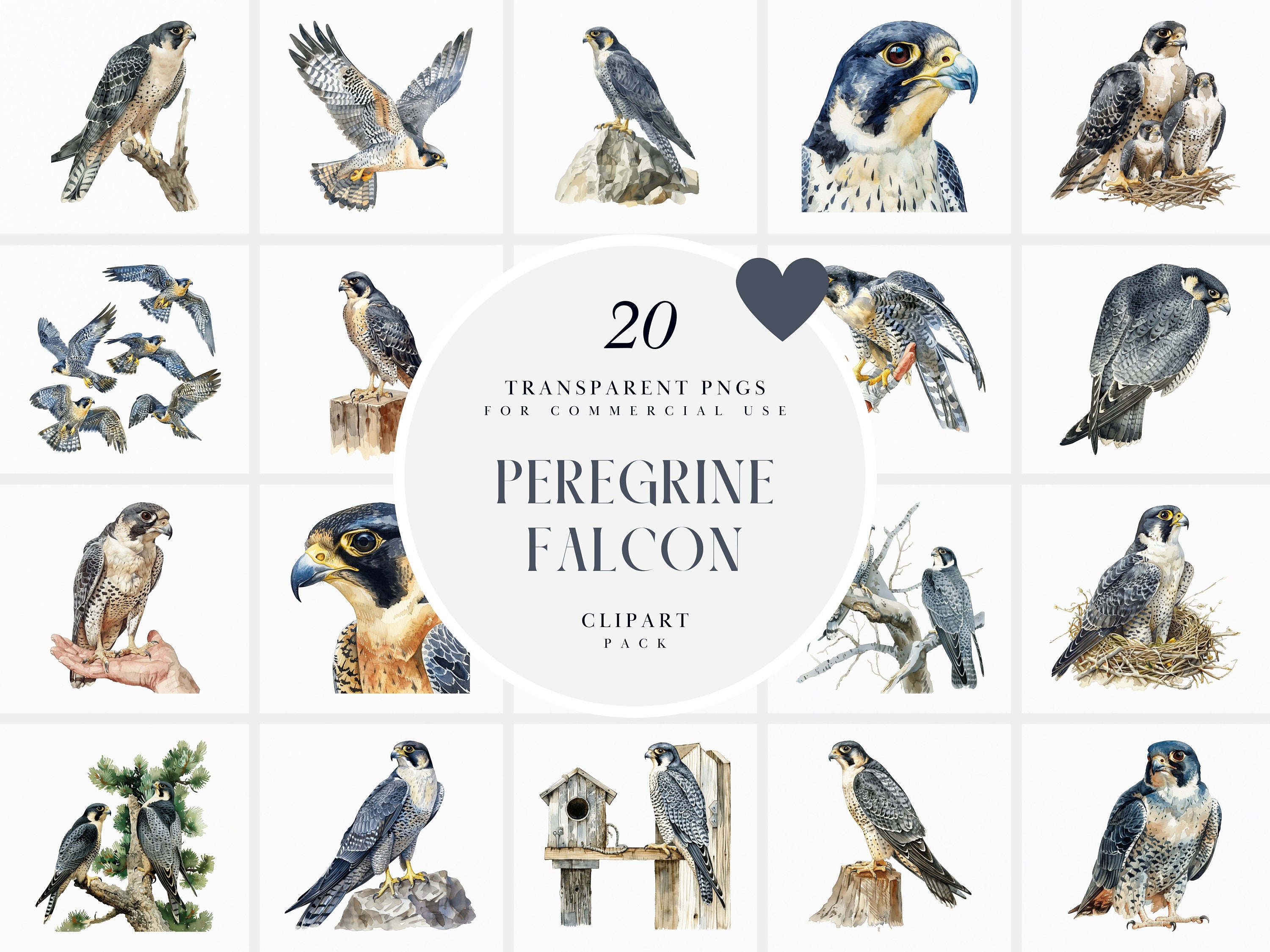 A Peregrine Falcon In New Jersey