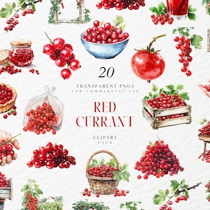 Watercolor Red Currant Clipart, Botanical Berry Branch, Summer Fruit Illustration, Garden Harvest, Transparent PNG Graphics, Commercial Use