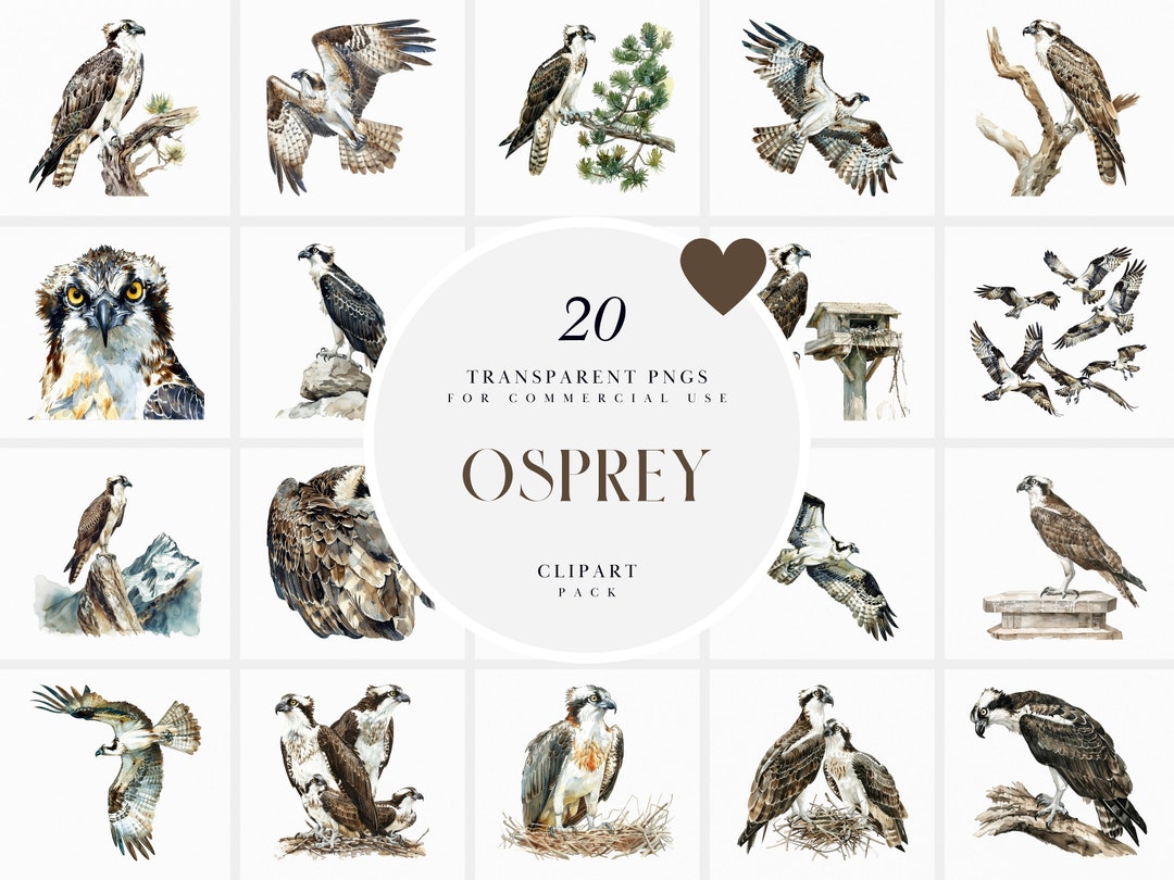 Watercolor Osprey Clipart, Flying Ospreys Clipart, Bird of Prey Birds ...