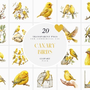 Imágenes prediseñadas de aves canarias de acuarela, imágenes prediseñadas de aves canarias voladoras, imágenes prediseñadas de pájaros amarillos chirriantes, pájaros lindos, gráficos PNG transparentes, uso comercial