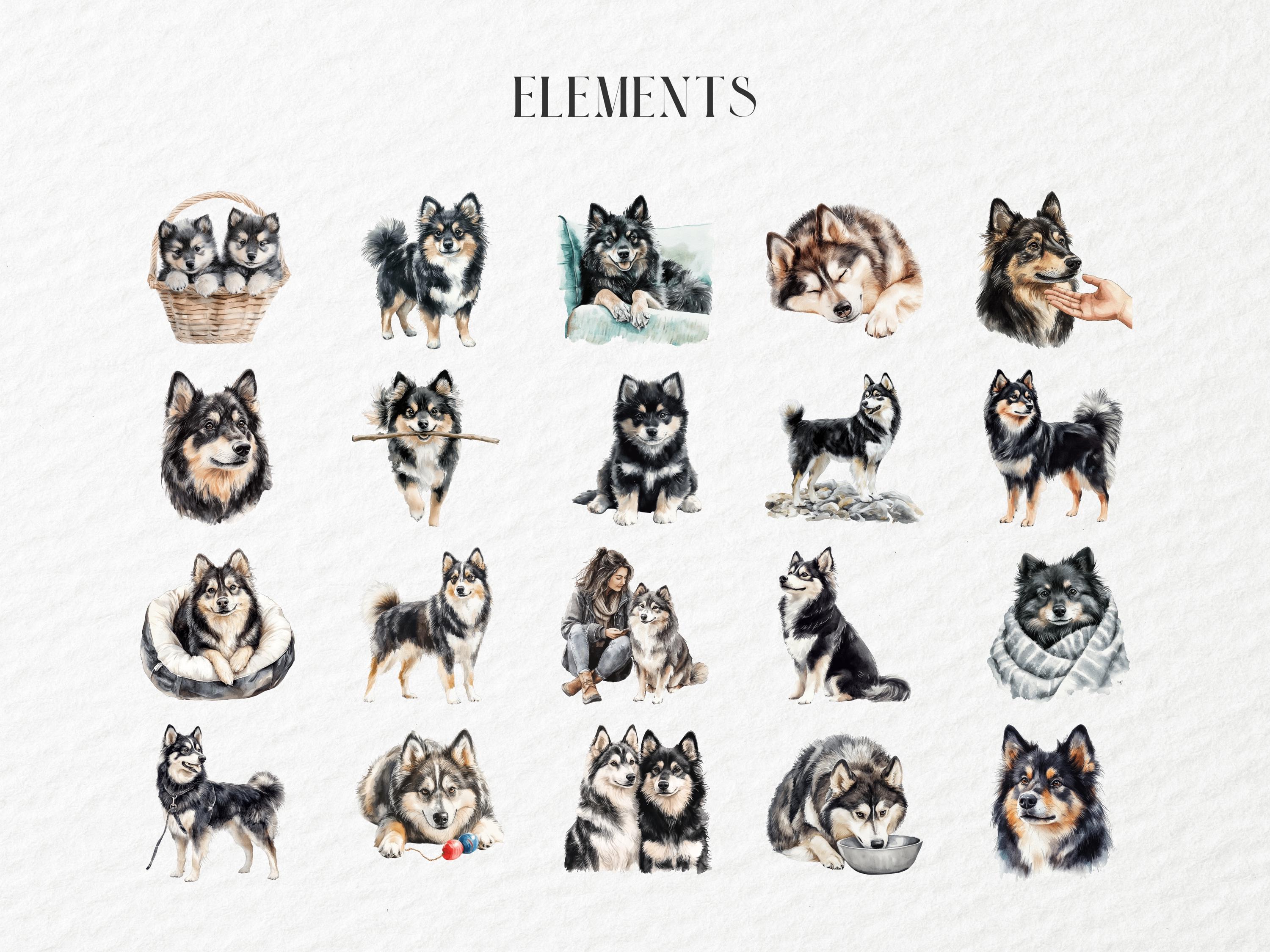 Watercolor Finnish Lapphund Clipart, Nordic Herding Dog Portrait Set ...