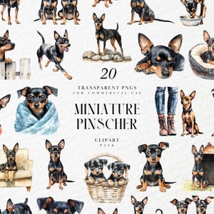 Clipart de pinscher miniatura em aquarela, raça de cachorro de brinquedo energético, ilustração de Zwergpinscher, arte leal para animais de estimação, PNG transparente, uso comercial