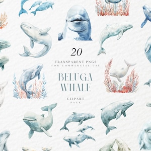 Aquarell Beluga Wal Clipart, Weißwale, Schwimmen, Meeressäugetiere, Leben im Ozean, arktische Tiere, transparente PNG, kommerzielle Nutzung