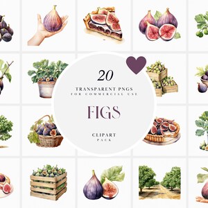 Watercolor Figs Clipart, Purple Mediterranean Fig Clipart, Fig Plant Clipart, Fig Fruit Clipart, Transparent PNG Graphics, Commercial Use