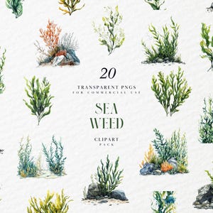 Aquarel zeewier clipart, groene nautische oceaan, eetbare laminaria, Under the Sea Life, koraalrif, transparante PNG-afbeeldingen, commercieel gebruik