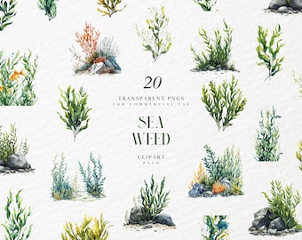 Watercolor Seaweed Clipart, Green Nautical Ocean, Edible Laminaria, Under the Sea Life, Coral Reef, Transparent PNG Graphics, Commercial Use