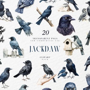 Aquarell Dohle Clipart, fliegender schwarzer Vogel, Krähe, Rabe, Vogelliebhaber beobachten, Wildtiere, Aves, transparente PNG-Grafik, kommerzielle Nutzung