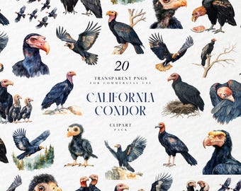 Cóndor de California en acuarela, majestuoso buitre, especie en peligro de extinción, fauna estadounidense, gráficos PNG transparentes, uso comercial