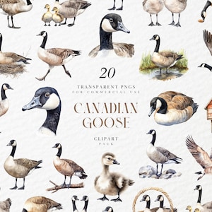 Clipart di oca canadese ad acquerello, uccello selvatico del lago con papera, scena realistica di animali della natura, grafica PNG trasparente, uso commerciale