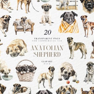 Watercolor Anatolian Shepherd Clipart, Kangal Dog, Karabas, Goban Kopegi, Traditional Turkish Breed, Transparent PNG Graphic, Commercial Use