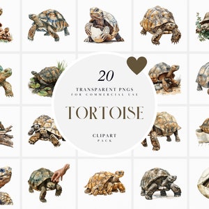 Akwarela Żółw Clipart, Realistyczne Gady Żółwie, Zwierzę Domowe, Lampart Hermann's Giant Tortoise, Przezroczysta Grafika PNG, Wykorzystanie Komercyjne