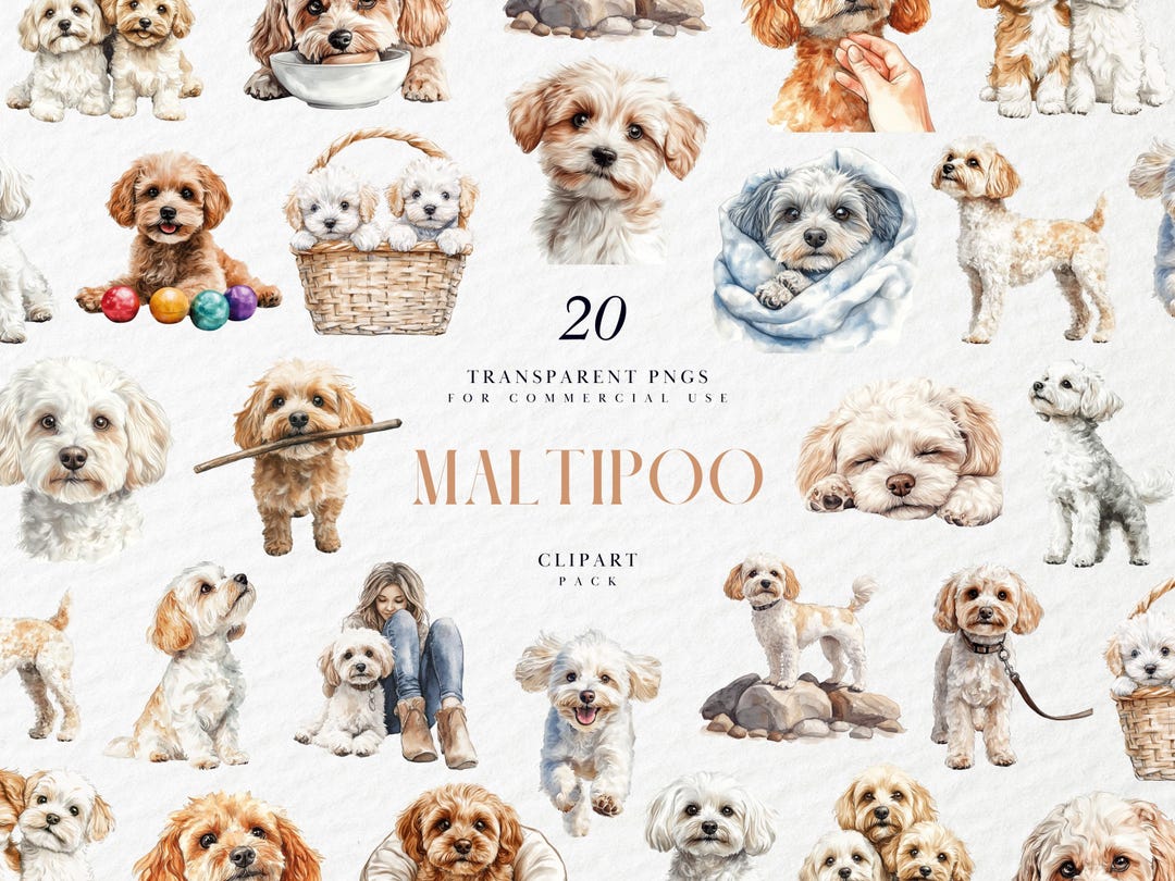 Watercolor Maltipoo Clipart, Fluffy Designer Dog Breed, Fancy Lap Pet ...