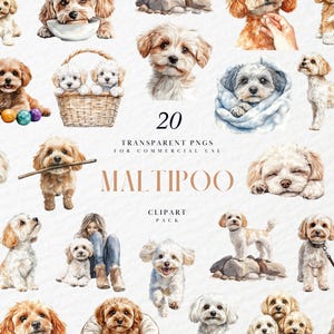 Clipart Maltipoo aquarelle, race de chien design moelleux, animal de compagnie fantaisie, chiot mignon, famille, amoureux des chiens, PNG transparent, usage commercial