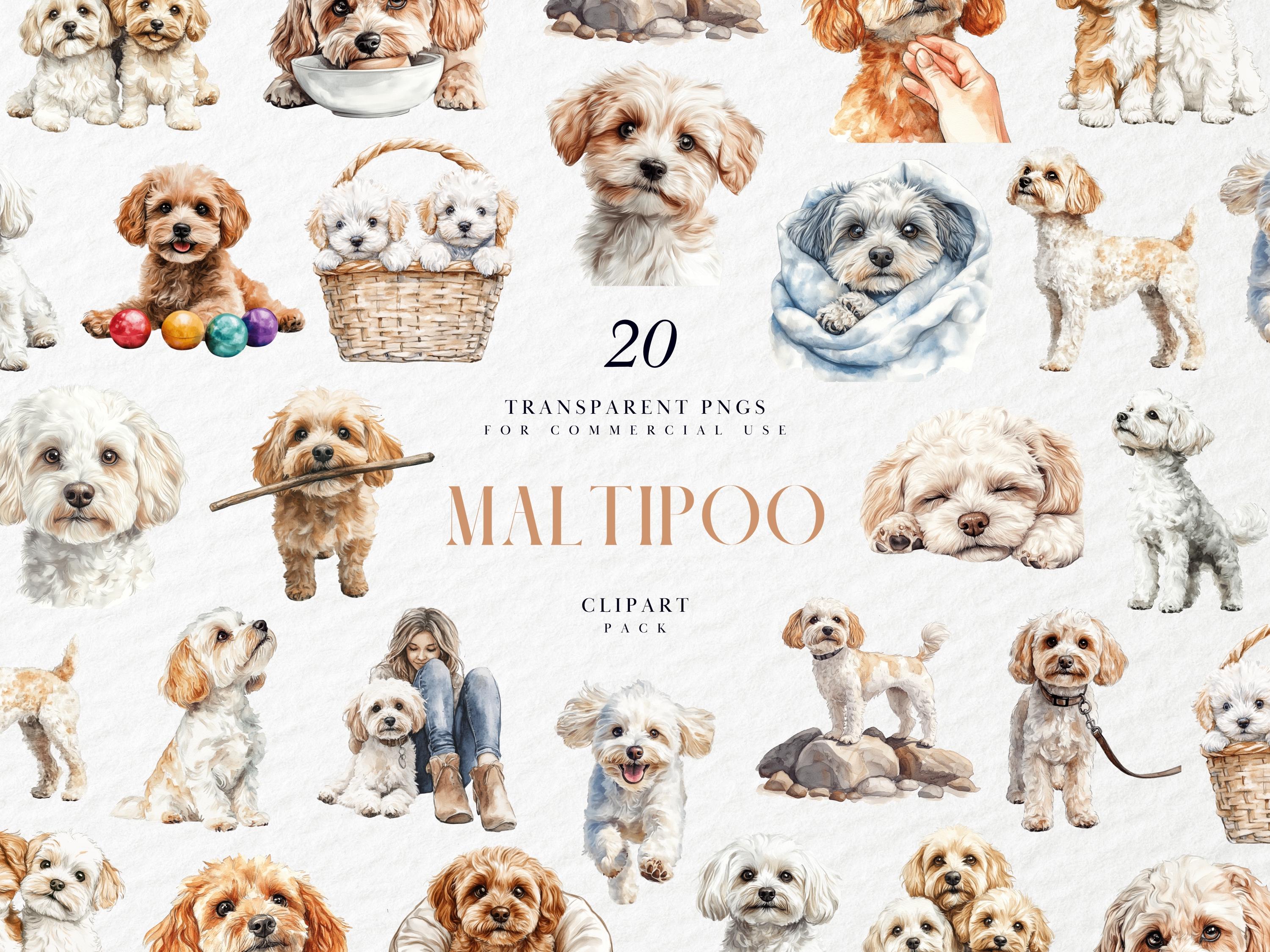 Buy Maltipoo Puppies Online In India India