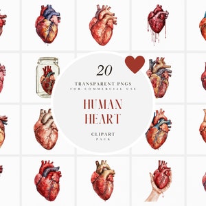 Acuarela corazón humano clipart, anatomía humana, órganos, corazón anatómico realista, educativo, gráfico PNG transparente, uso comercial