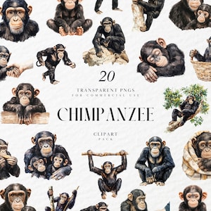 Peut inclure: Ensemble de 20 images clipart PNG transparentes de chimpanzés. Les illustrations représentent des chimpanzés dans diverses poses, comme assis, dormant et interagissant. Le texte "CHIMPANZEE" et "CLIPART PACK" est également visible.