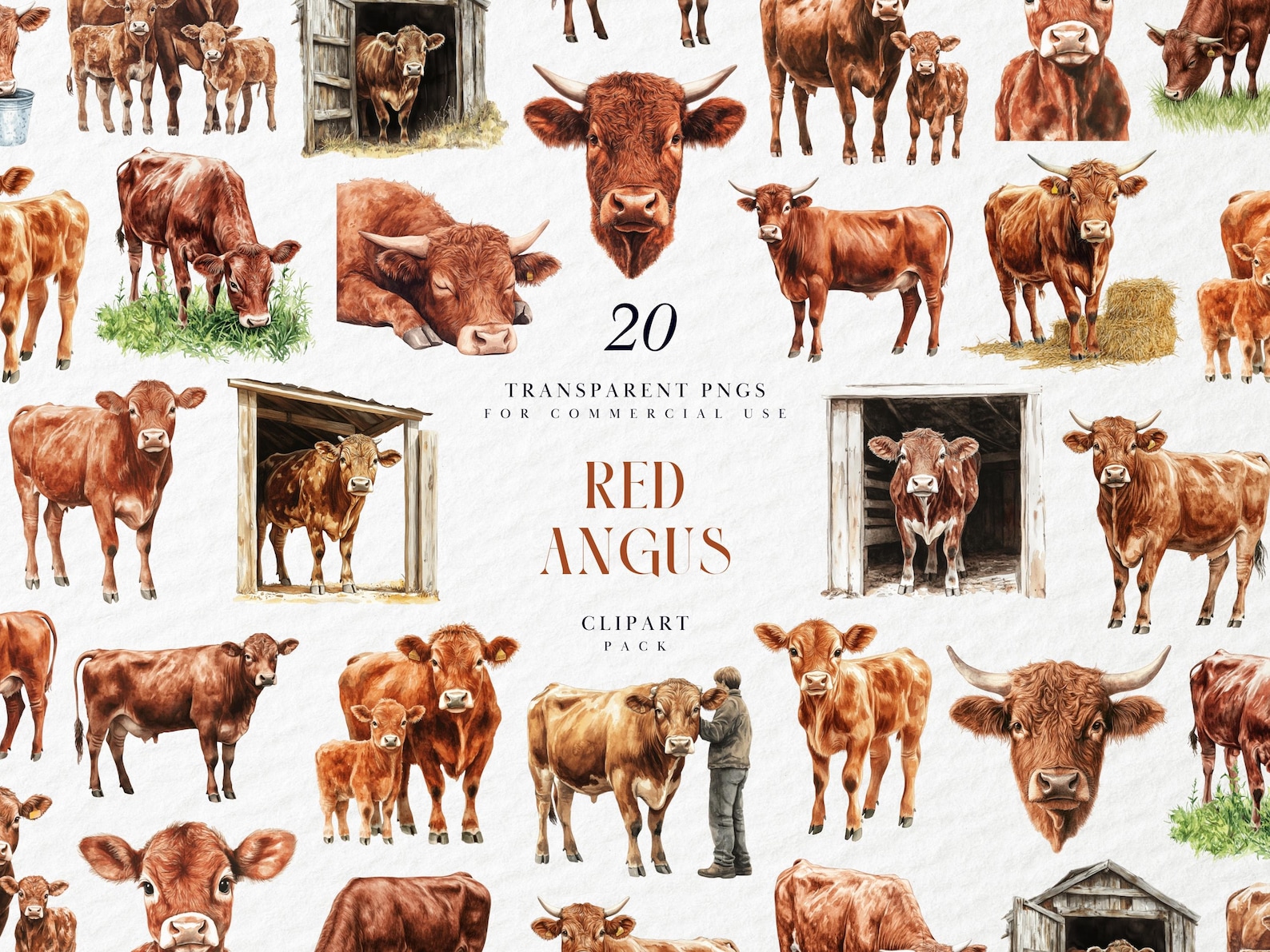 Watercolor Red Angus Clipart, Western Ranch Cow and Calf Illustration ...