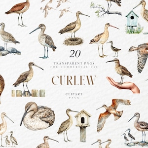 Aquarel wulp clipart, regenwulp clipart, Aves, vliegend migrerend, dieren in het wild, vogelliefhebbers dieren, transparante png-afbeeldingen, commercieel gebruik