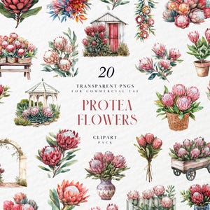 Pode incluir: Pacote de clipart em aquarela com 20 PNGs transparentes de flores de Protea. A imagem mostra vários arranjos, incluindo buquês, plantas em vasos e detalhes florais, em tons de rosa, vermelho e verde. O texto "Protea Flowers" também é visível.