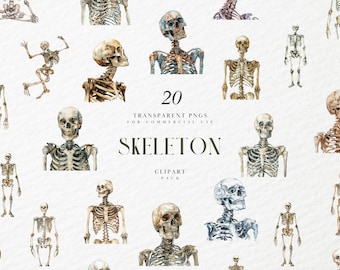 Watercolor Human Skeleton Clipart, Full Skeletal System and Skull Clipart, Full Body, Transparent PNG Graphics, Commercial Use