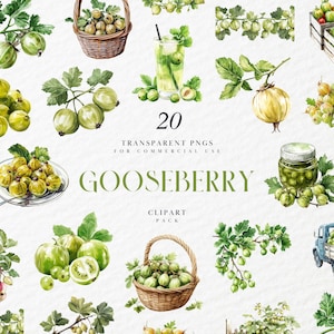 Watercolor Gooseberries Clipart, Fresh Gooseberry, Botanical berry farm, Yummy Sweet Fruits, Snack, Transparent PNG Graphics, Commercial Use