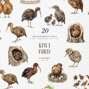 Clipart de pássaro kiwi aquarela, pássaros que não voam, vida selvagem da Nova Zelândia, animais australianos, kiwi, gráficos PNG transparentes, uso comercial