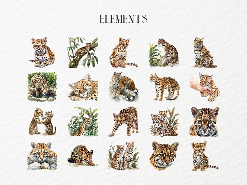 Ocelot Flash Card.pdf Watercolor Ocelot Clipart, Big Spotted Wild Cat, American Wildlife ...
