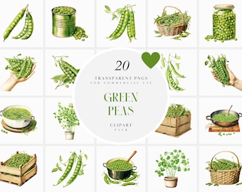 Watercolor Green Peas Clipart, Green Pea Clipart, Green Peas Plant Clipart, Healthy Fresh Vegetables Clipart, Transparent PNG Commercial Use