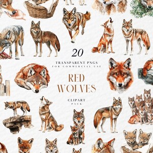 Aquarel rode wolven clipart, Amerikaanse rode wolf, schattige welp, roedel, gehuil, bosdieren, hoektanden, transparante png-afbeeldingen, commercieel gebruik