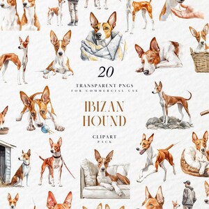 Peut inclure: Ensemble de cliparts aquarelle représentant des chiens Ibizan dans diverses poses. Les chiens sont représentés en marron et blanc, certains tenant des jouets ou se reposant. Le texte sur l'image indique "20 PNG transparents pour usage commercial" et "Ibizan Hound Clipart Pack."