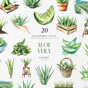 Watercolor Aloe Vera Clipart, Aloe Vera Extract Clipart, Pot Greenery Aloe Succulent Plant Clipart, Transparent PNG Graphics, Commercial Use